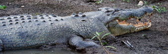 Yellow Waters Crocodile